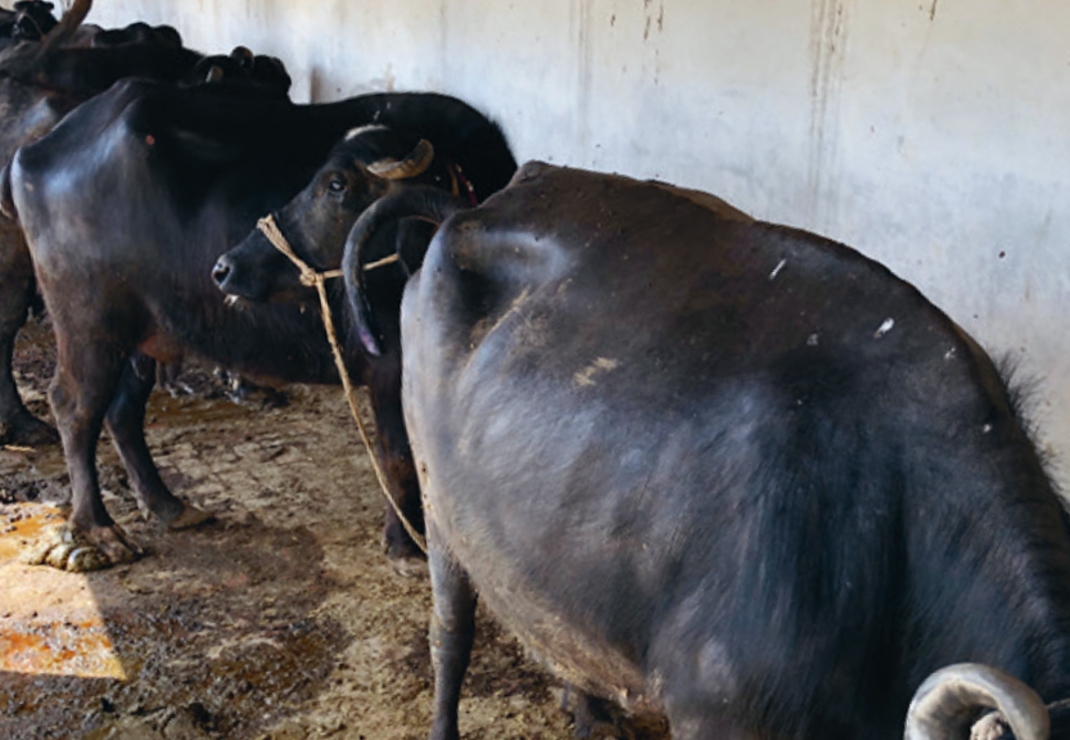 Deze drachtige koeien gaan de melk leveren om te helpen voorzien in het levensonderhoud van de vervolgde christenen