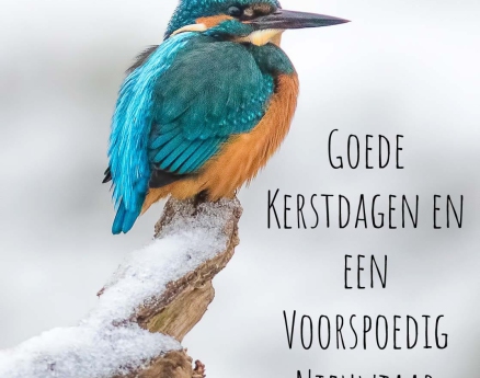 3. IJsvogel - Goede Kerstdagen