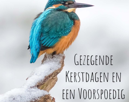 4. IJsvogel - Gezegende Kerstdagen